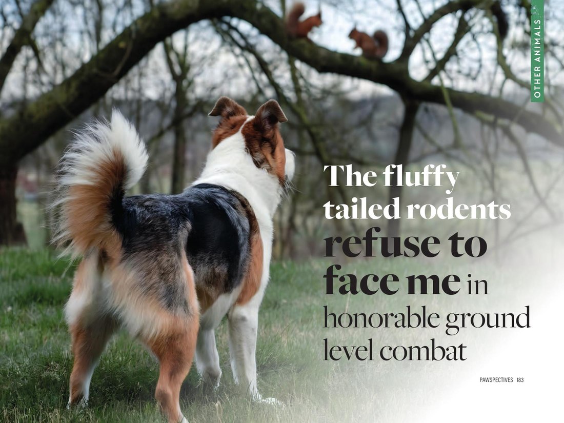 Other Animals — fluffy tailed rodents refuse to face me in honorable ground level combat